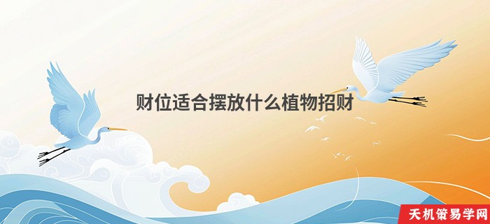 财位适合摆放什么植物招财